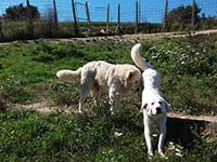 abruzzese mastiff